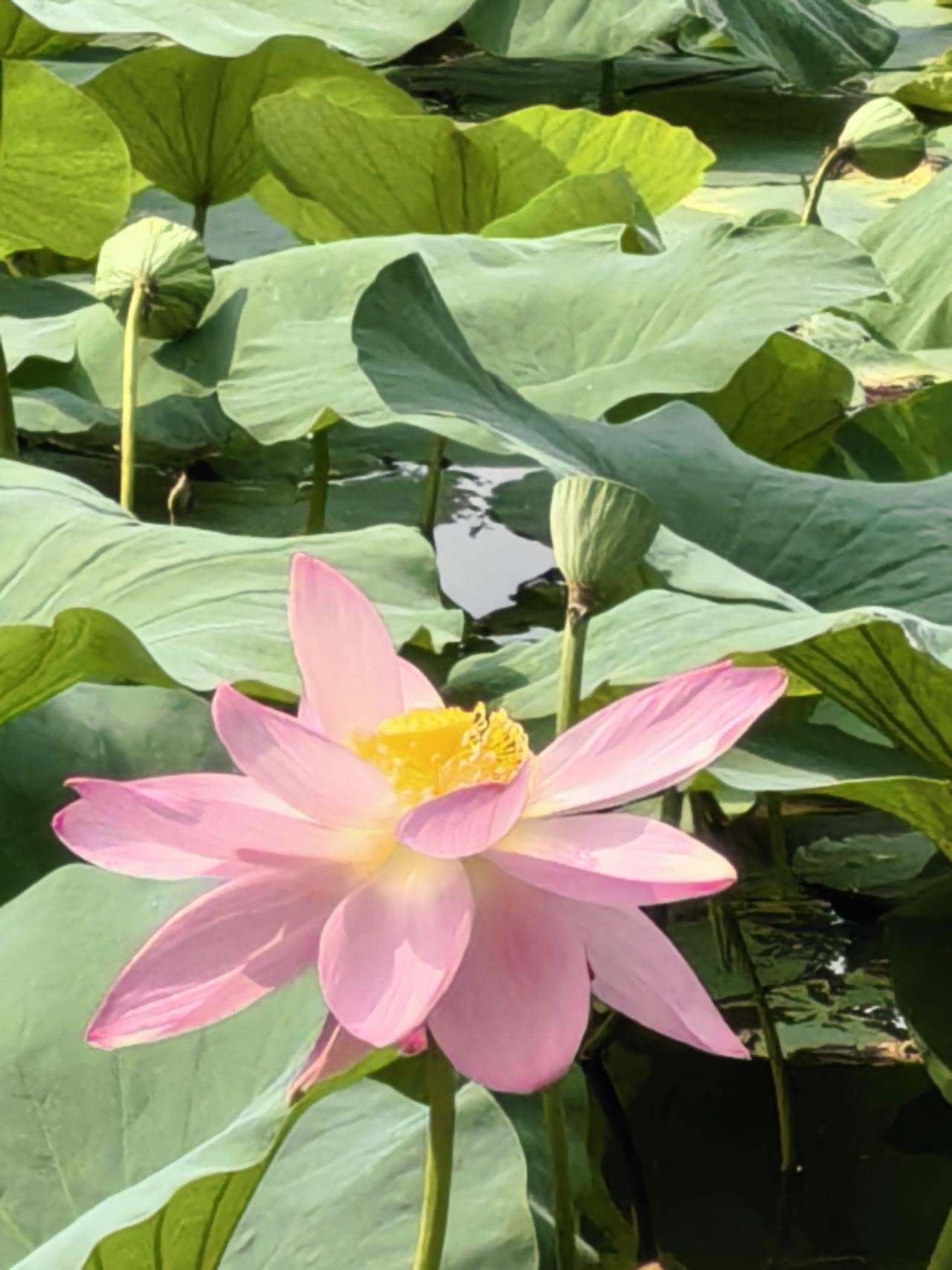 财湖晨语
言为心声，头条问候。关注友爱，情为牵挂。乐为开心，福为康泰。问候比鲜花