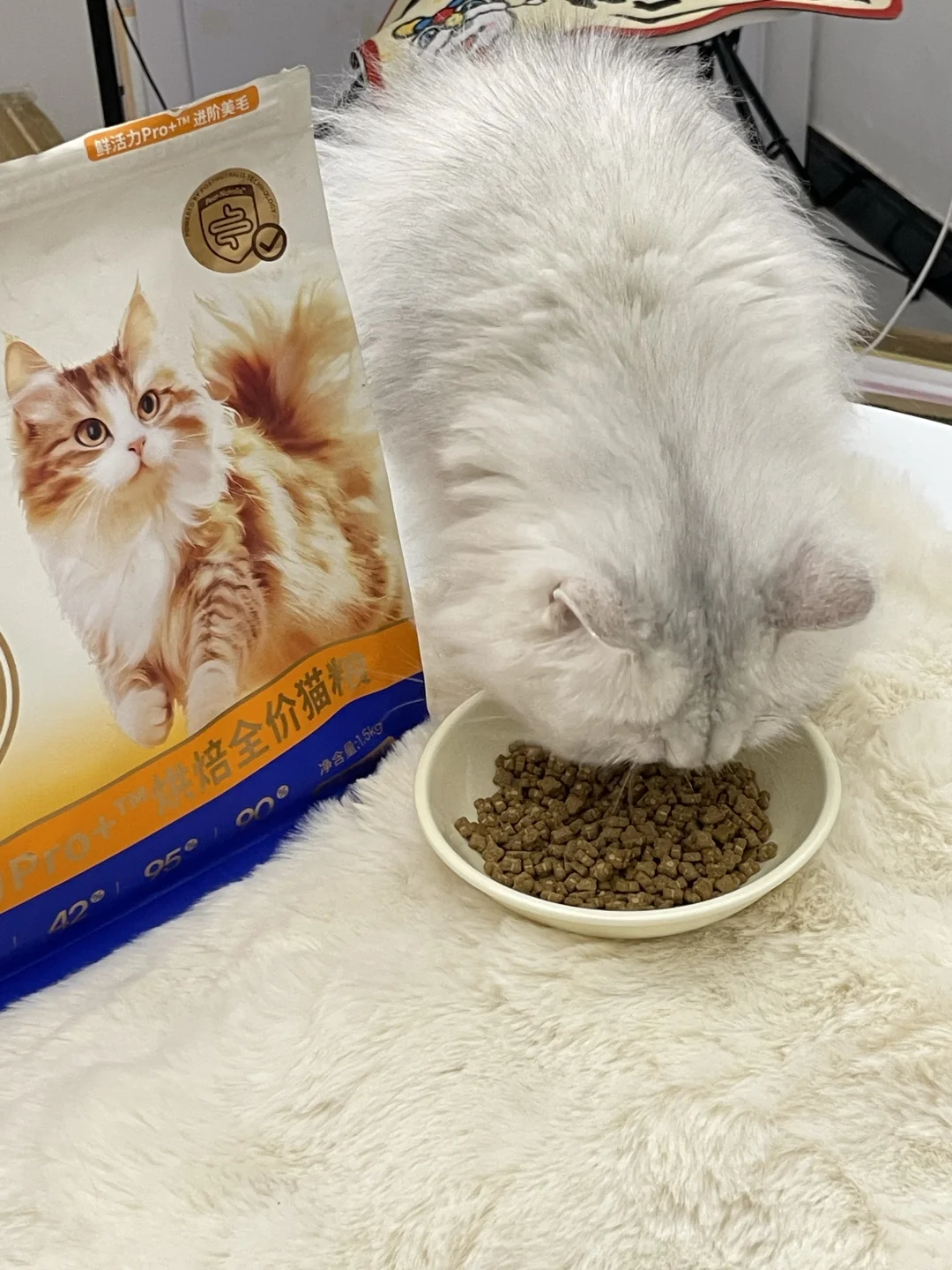 我家猫吃饭跟饿了三天的猪一样