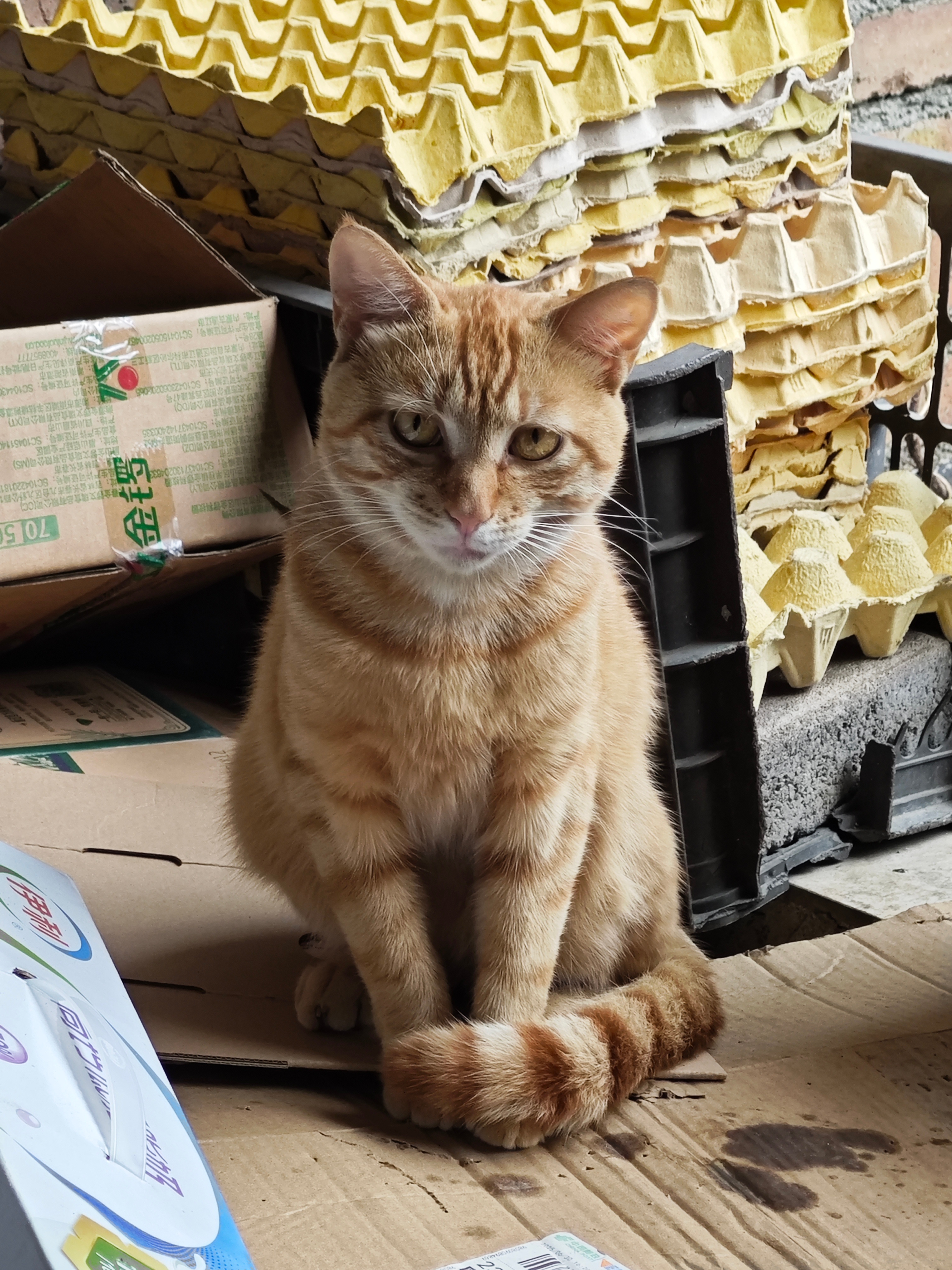 寄给仙草的明信片 训猫🐱大师 