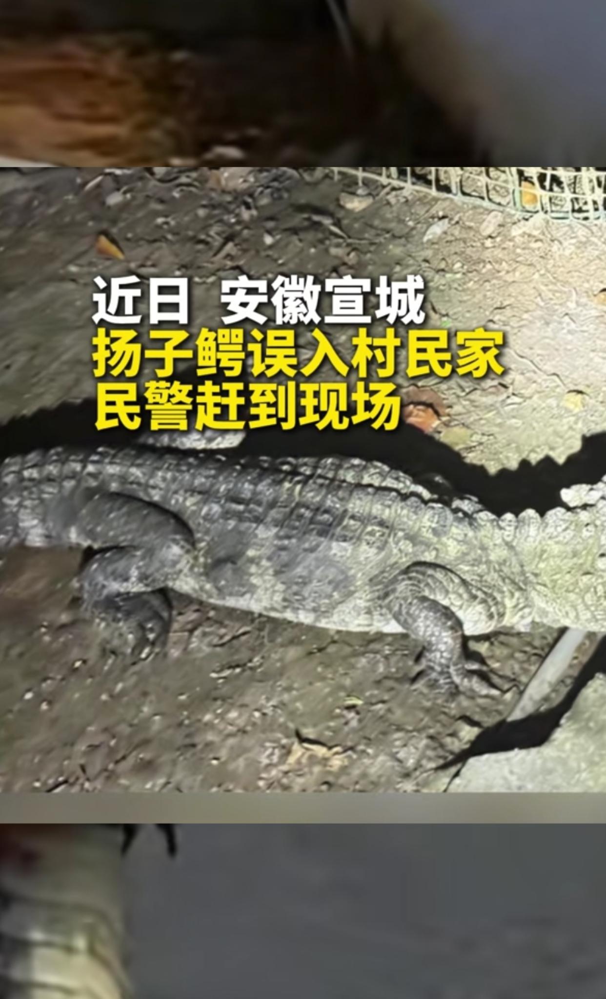 大半夜的，安徽宣城郎溪县一户村民差点没被吓破胆，院墙根竟趴着个满身硬鳞的“大怪兽