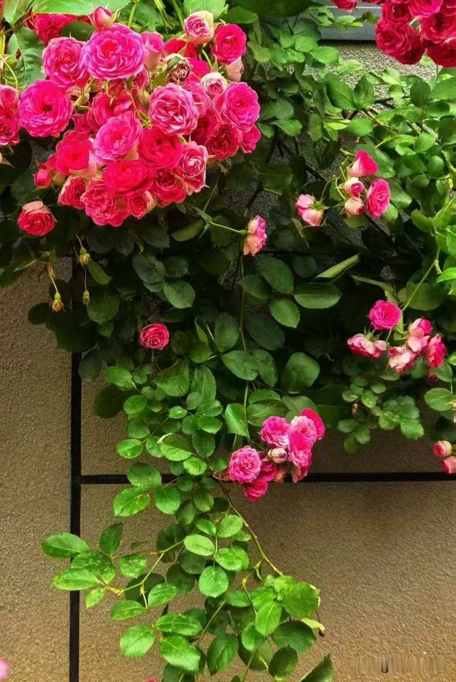 下联:叶落叶枯叶不言。对对联花开花谢花有期，叶落叶枯叶不言。