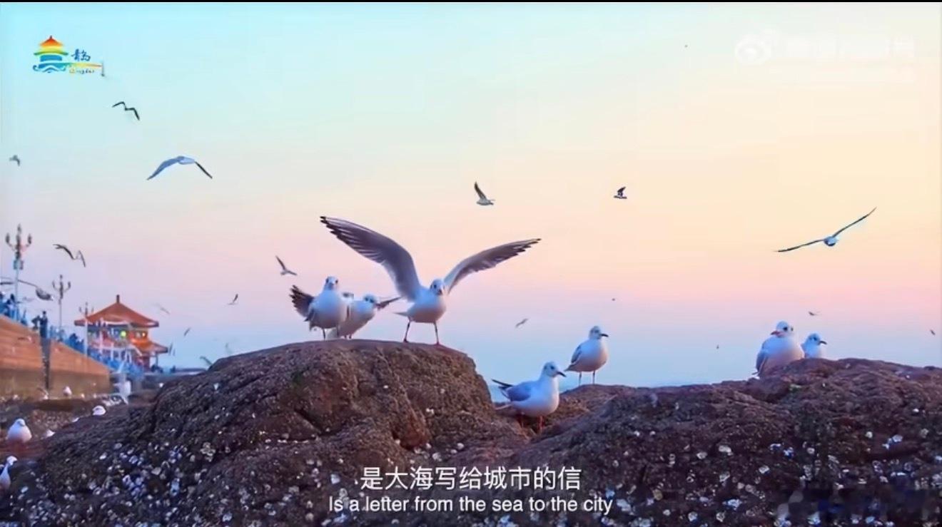 陈梦分享私藏的青岛打开方式跟着梦姐打卡家乡青岛✨晨赴海边等日出，栈桥追落日余晖，