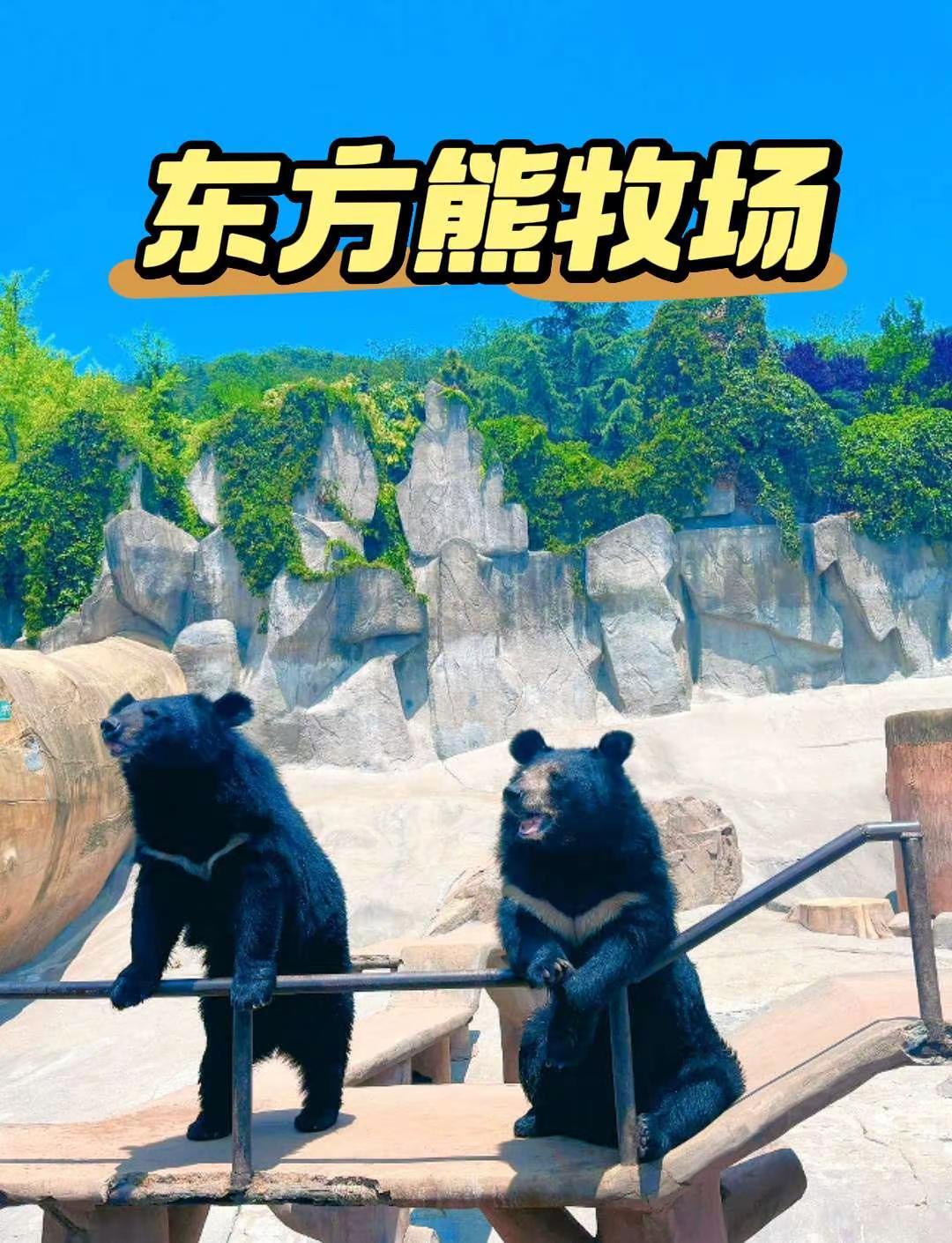 青岛石老人旁竟然藏着一座熊牧场！动物园里的可爱瞬间 动物园里的熊出没 黑熊的可爱