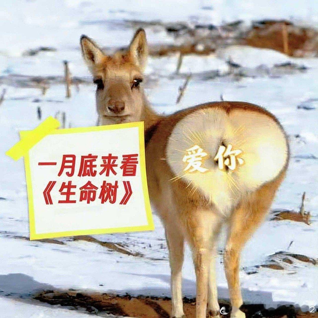 哇喔，我们大家都是心有灵犀的哟！紫粉都一起宣传生命树啦！月底看杨紫白菊！ 