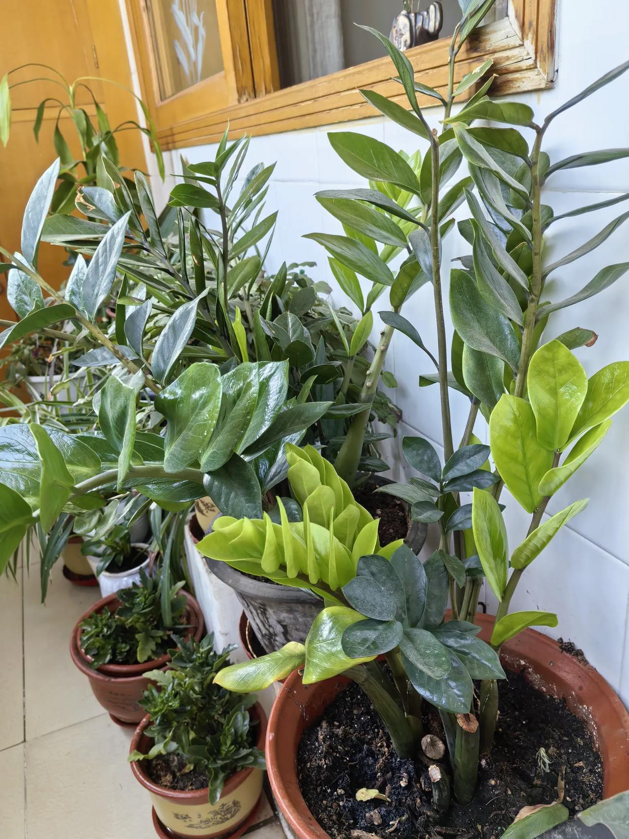 叙说花的灵性
这不是我家的楼房要卖了吗，本想把阳台的花留给新主人，今天一看这花比