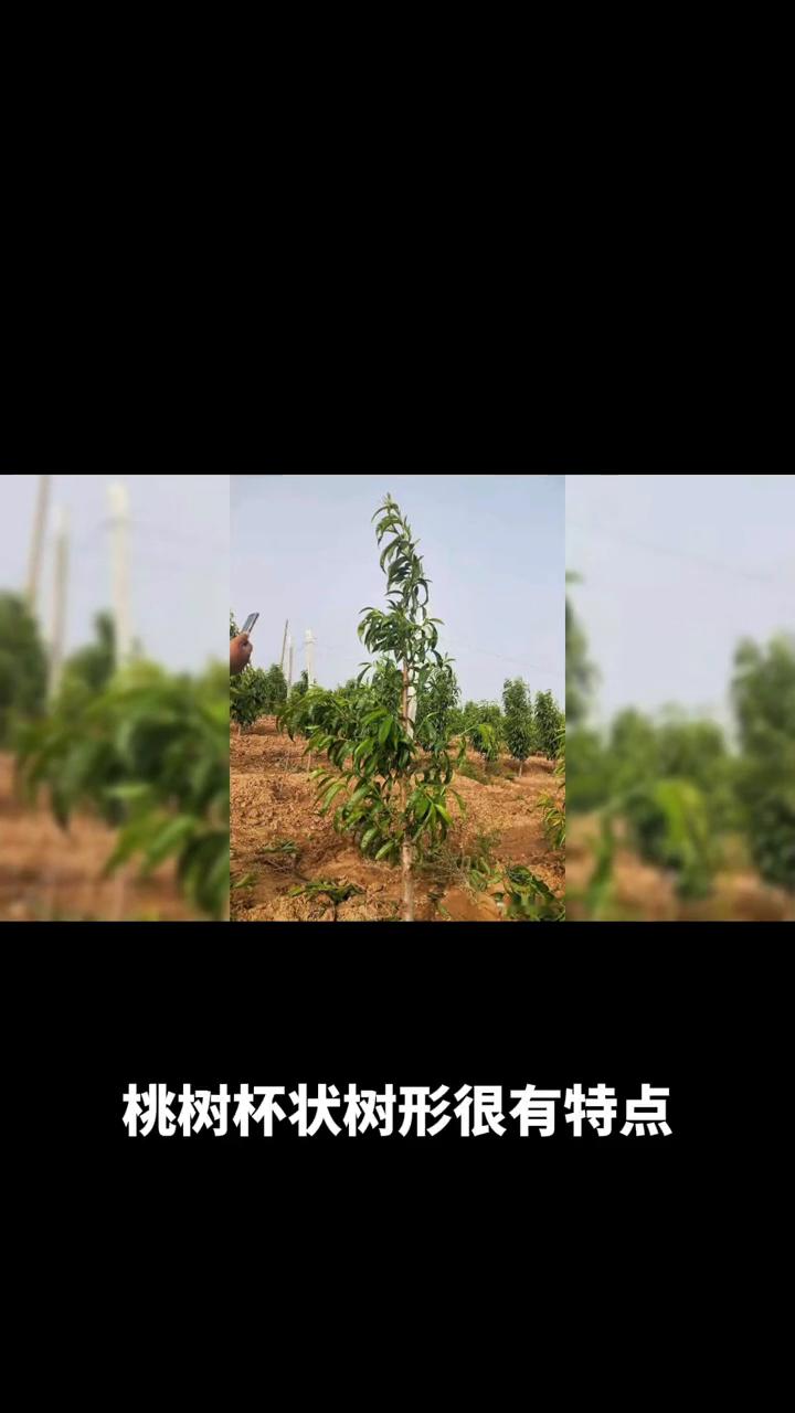 桃树杯状树形很有特点，干高60-70厘米，3个邻接且长势均衡。主枝基角70°-8