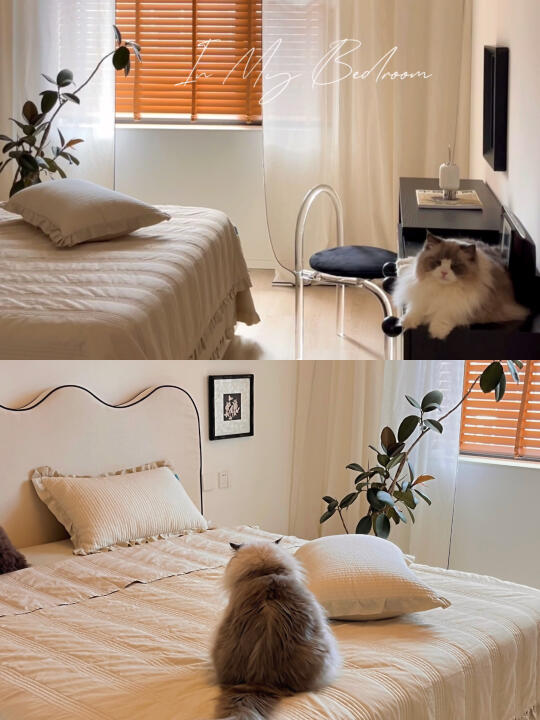 夏日的卡布奇诺☕️是猫和我都心爱的小卧室呀