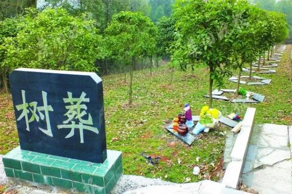 #对于树葬你能接受吗?# 其实我认为树葬是人死后最好的选择，将人或骨灰盒埋入地下
