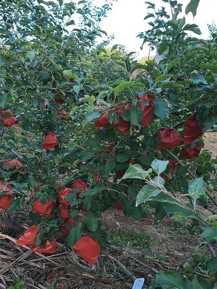 红富士苹果套袋之中，套袋之前打一遍药，防止虫害、菌害、补充叶面肥等！ 园艺套袋 