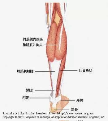 里夫斯遭遇腓肠肌二级拉伤，将在四周后重新评估。就像塔图姆之前的“耐杀王”绰号一样