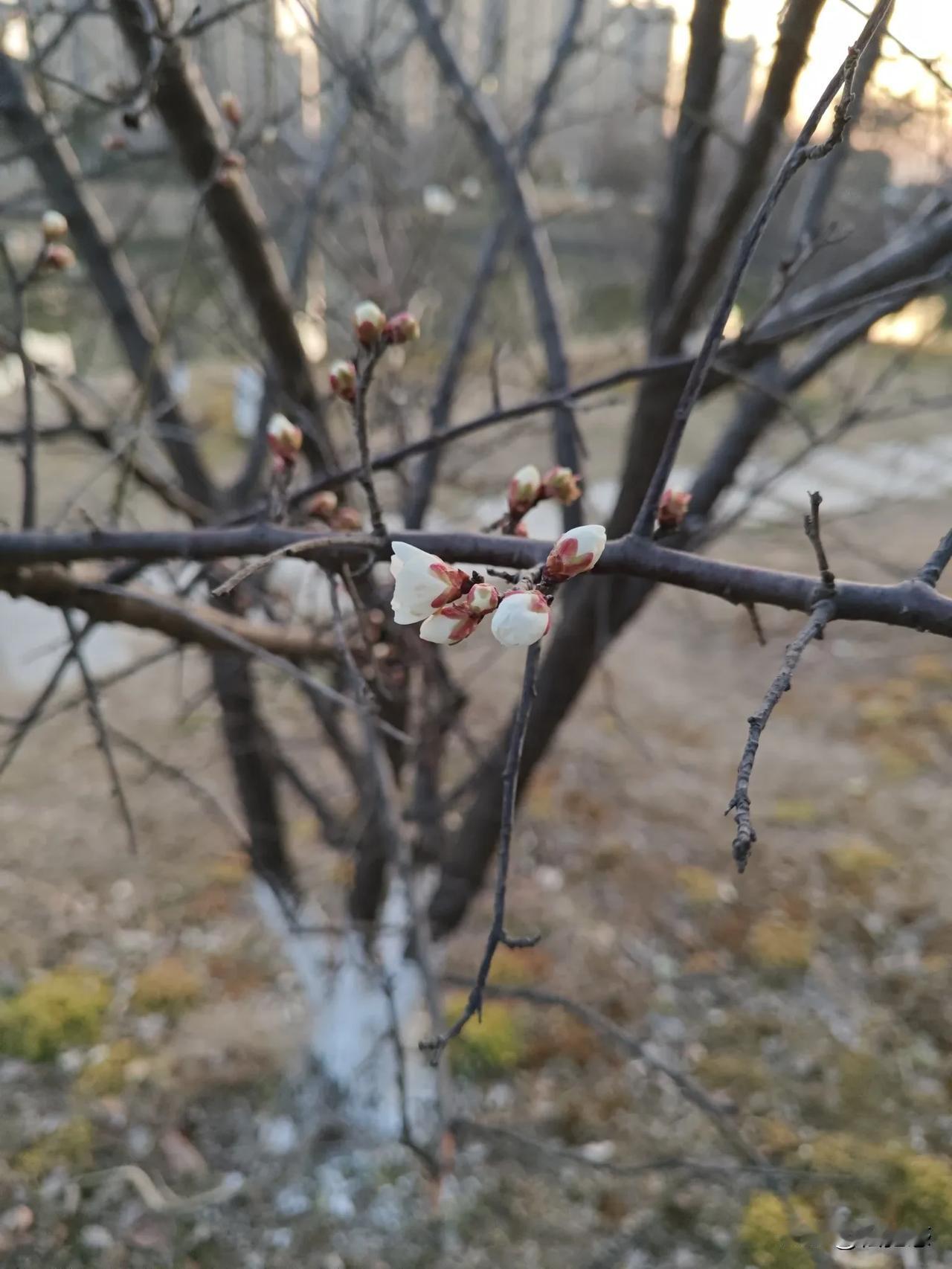 美拍花朵儿