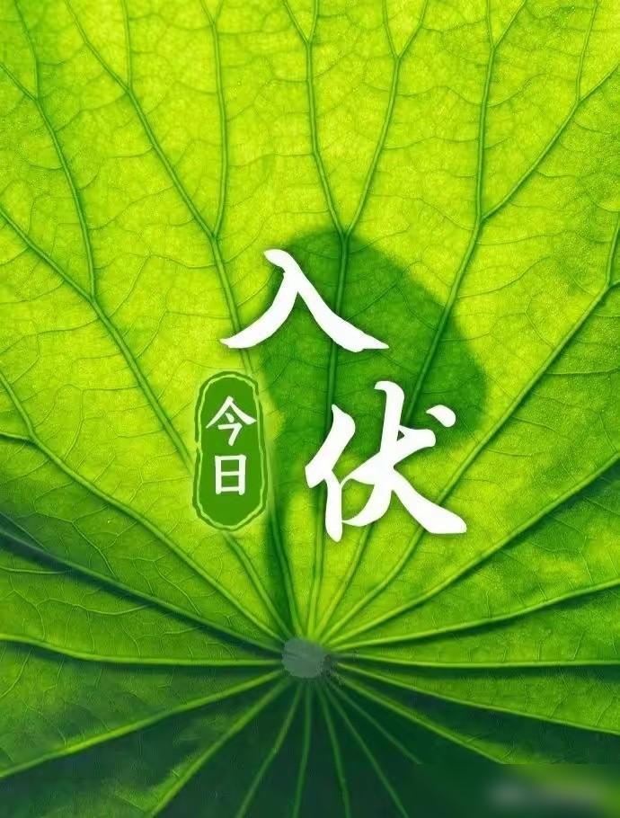 入伏！上午9点56分正式进入伏天。俗话说：“早入伏，凉飕飕；晚入伏，热死牛”。