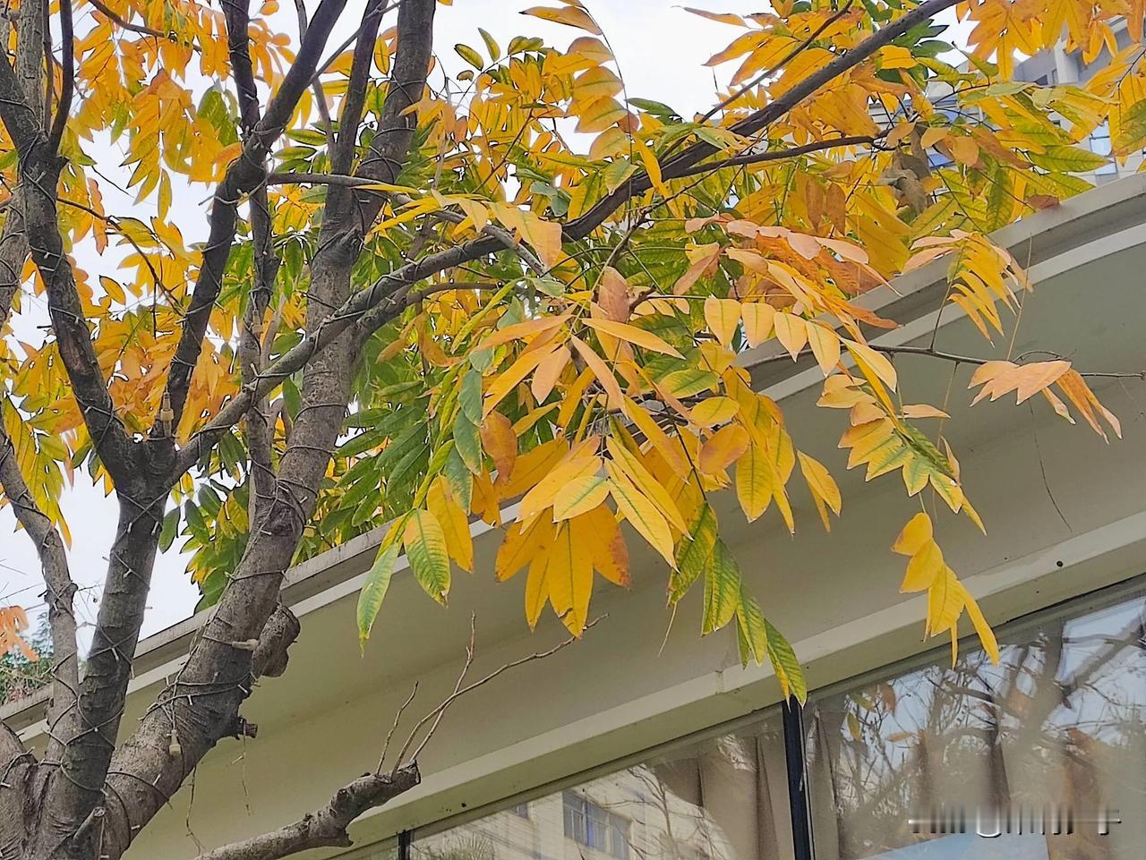 冬日漫步小河边，有黄色落叶、羊蹄甲树上的“豆角”都是美丽的风景，福州不只是冬日暖