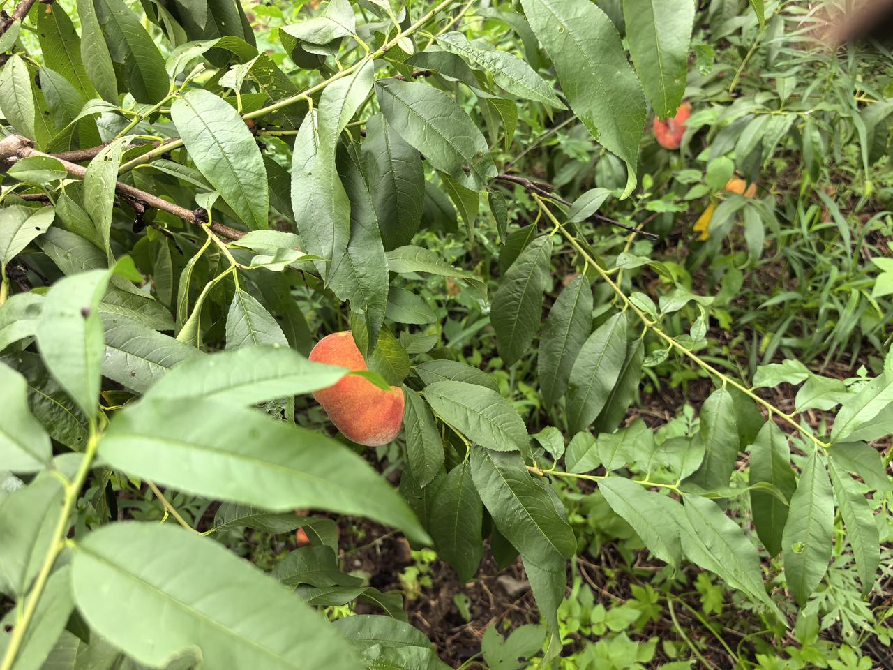弘毅六不用生态农场的客户群分析
蒋高明

弘毅六不用生态农场的客户，是高度聚焦食