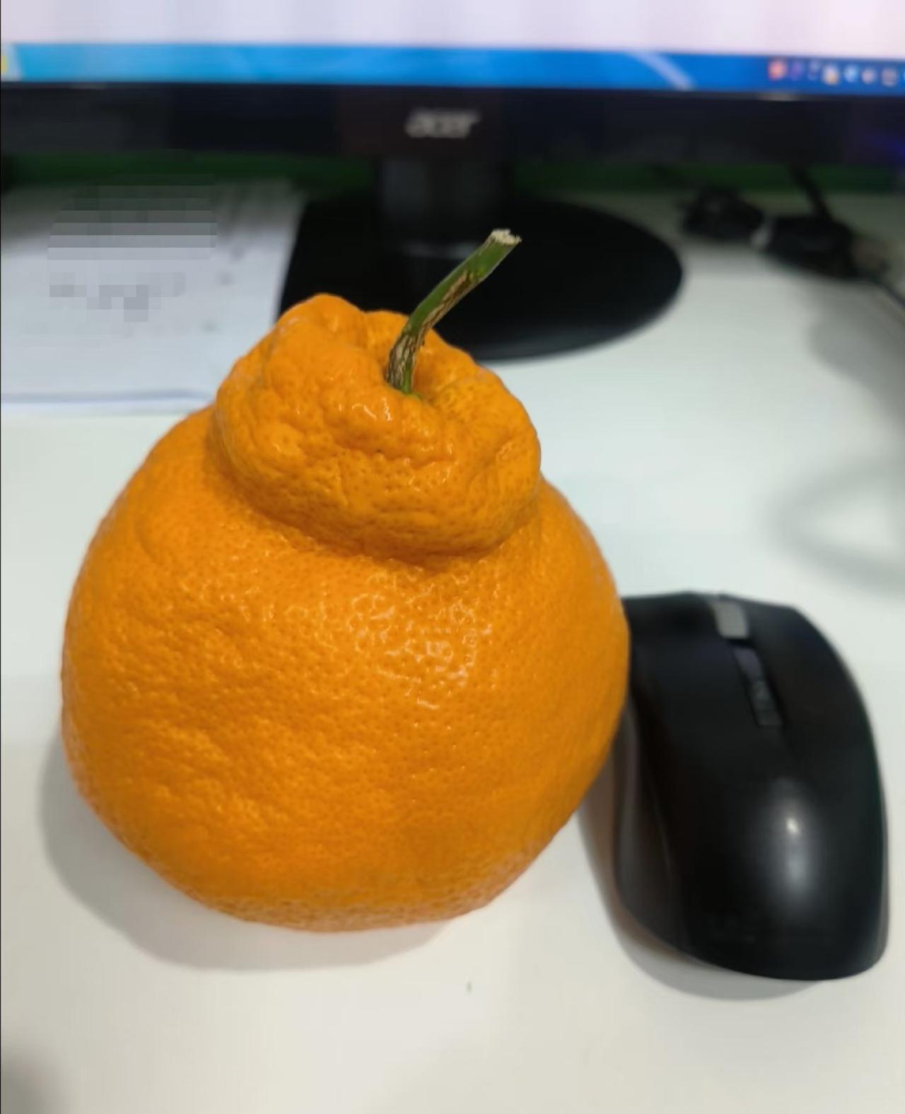 耙耙柑外表憨憨，清甜解腻，果肉清甜超有味～