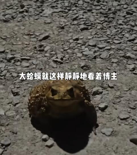 活久见！湖北一博主把大蛤蟆带回家养，平时喂虫子温顺得很。结果就因为多看了两眼新来