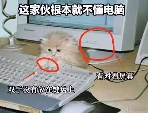 这些小猫就是会装 
