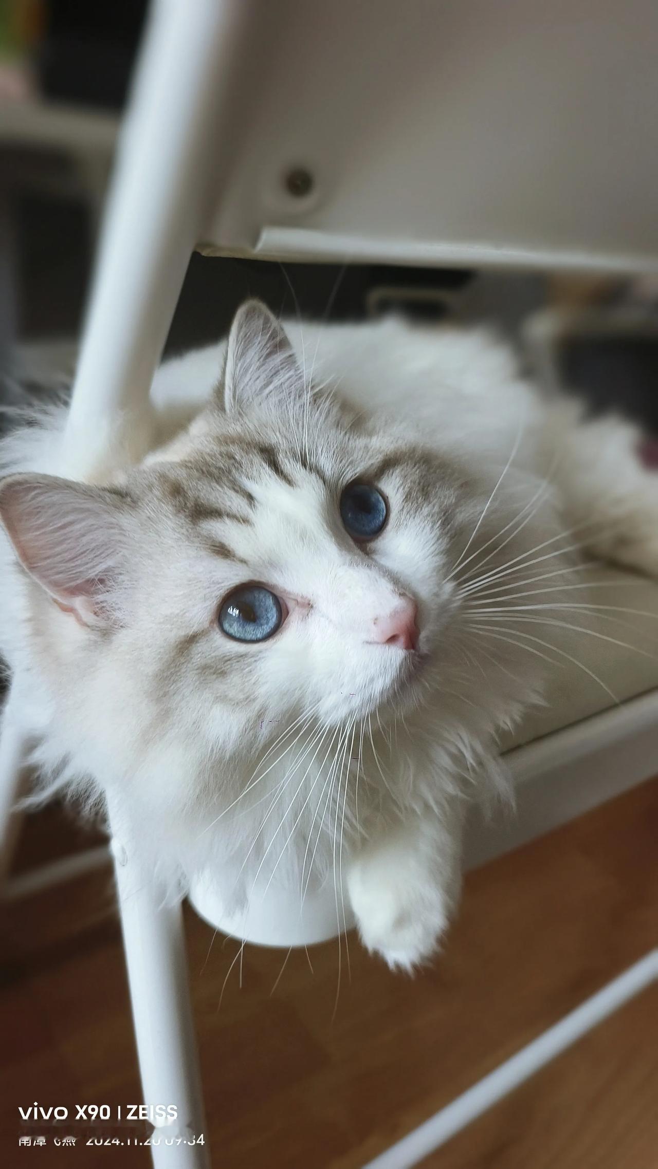 发一张图片看看你们家的猫我们是小可乐呀，是一个快2岁的小帅哥呀！友友们晚上好！