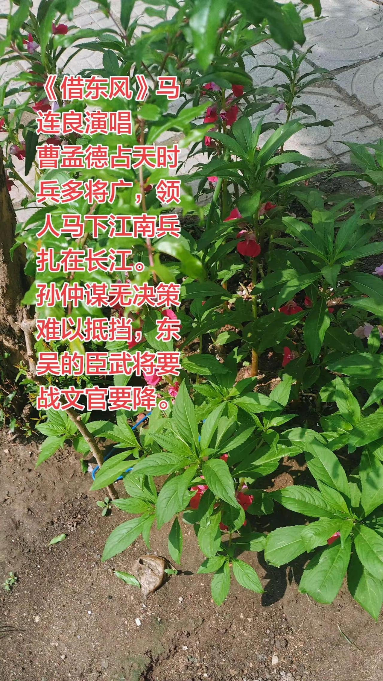 马连良演唱的《借东风》，是不是很给力？京剧