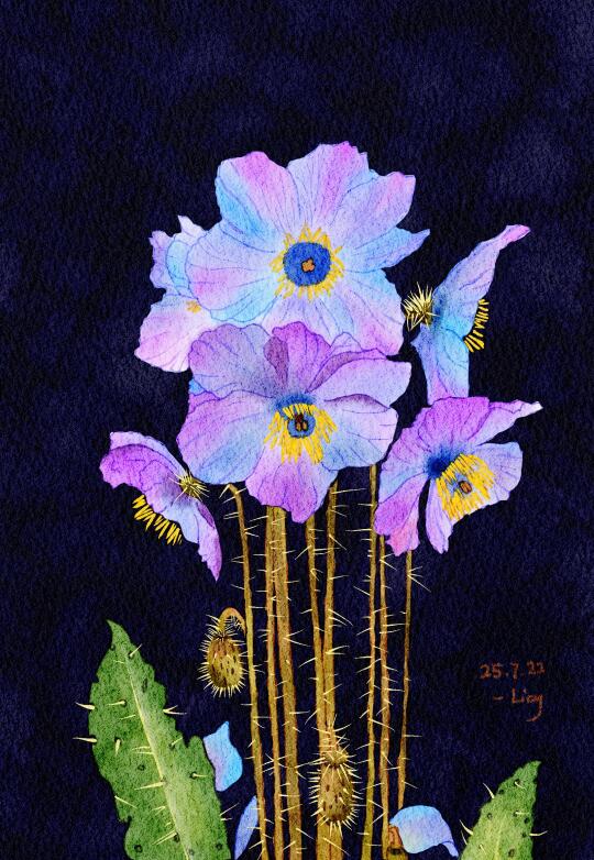 绿绒蒿：又一个带刺的仙女🧚‍♀️