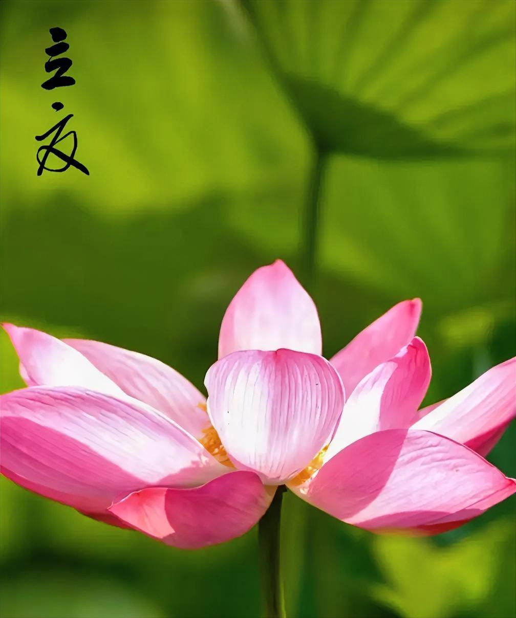 立夏。