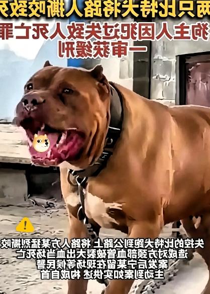 一条人命，三年缓刑。
 
重庆那个被比特犬咬死的路人，案子判了。狗主人亲手松的绳