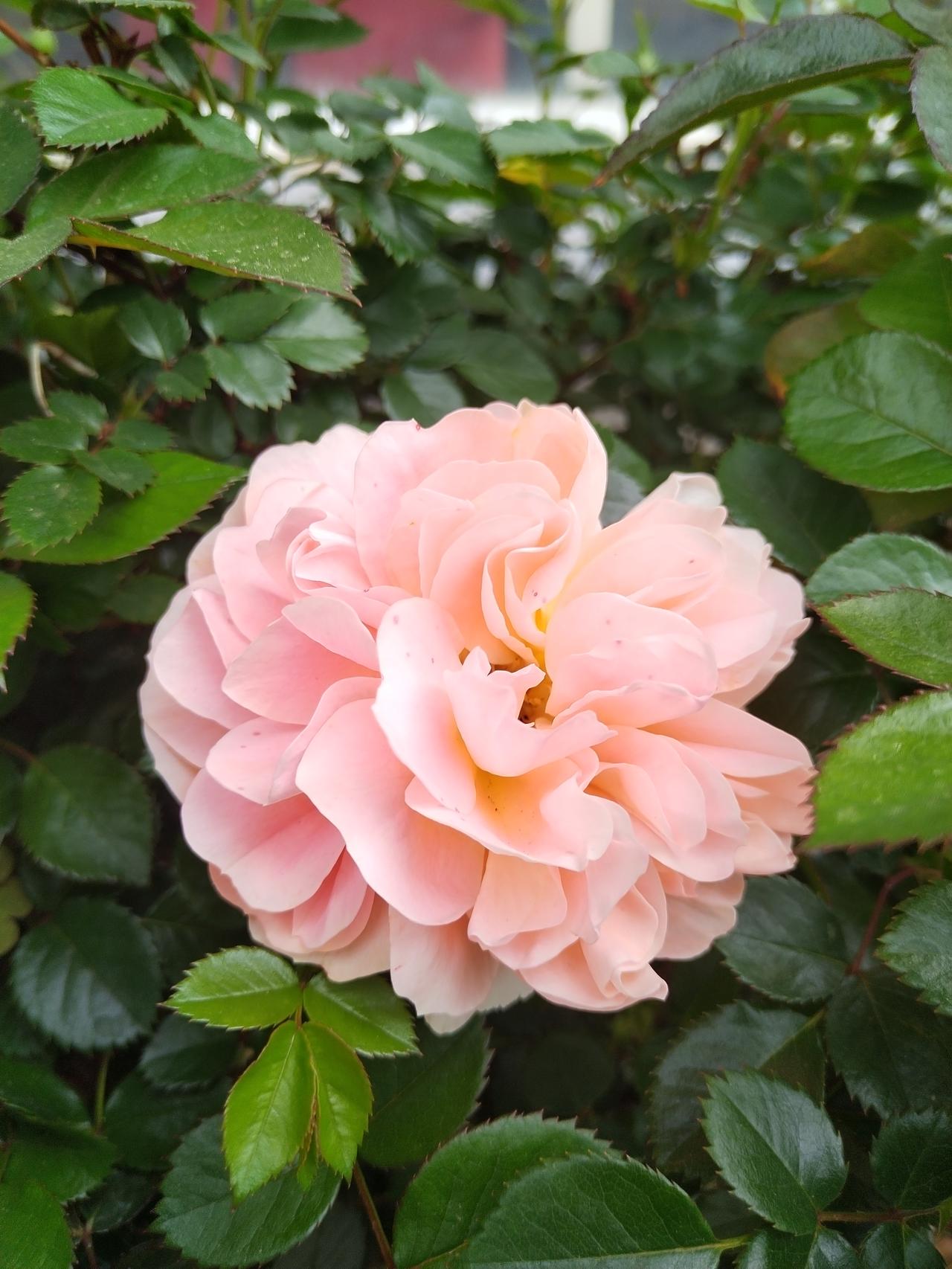 【趣联联趣】
上联：？
下联：花田，迎来瘦客露中眠
【一字千金】
《访春·其六》