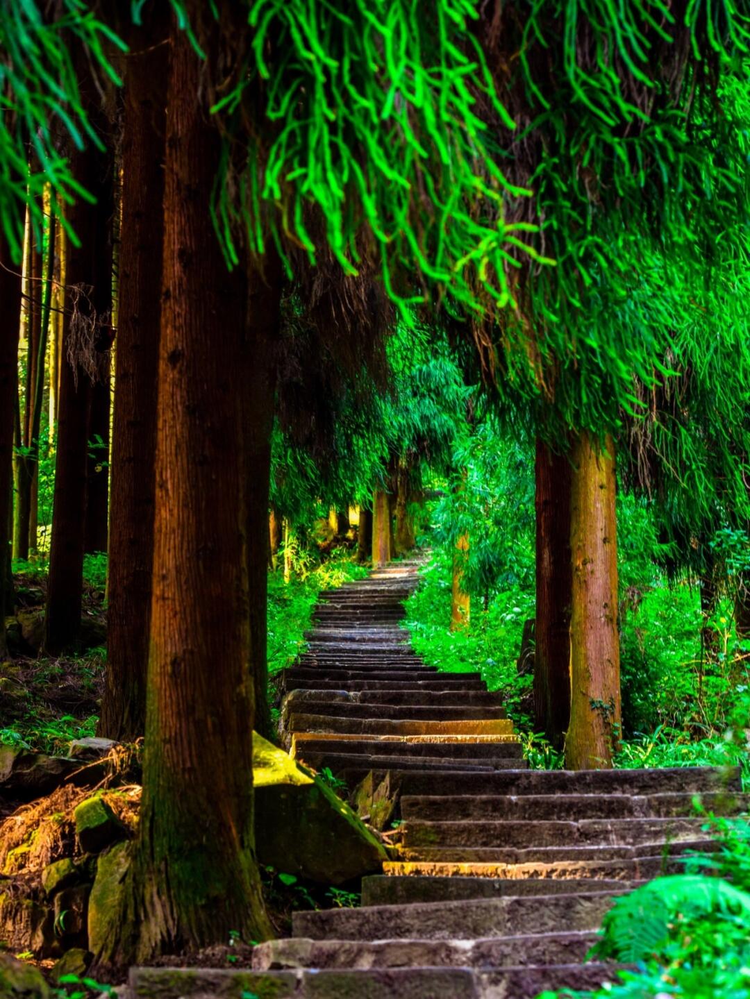 登成都周边无人仙山，观金秋绝美千年银杏