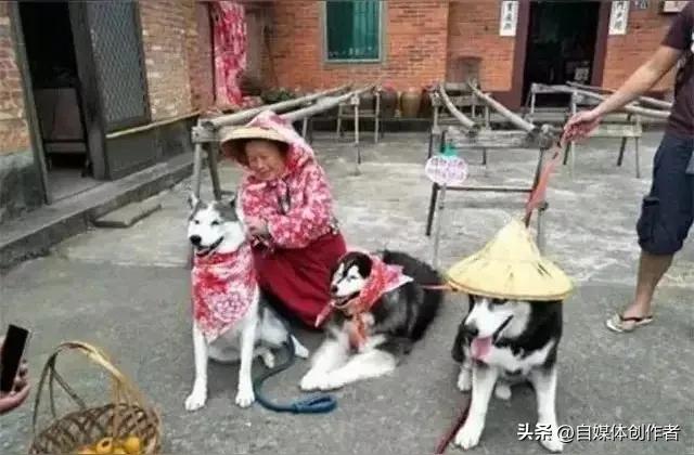 萌犬花式套路奶奶连遛十余趟，宠物的小心思藏着最暖的陪伴
 
谁家毛孩子为了口吃的