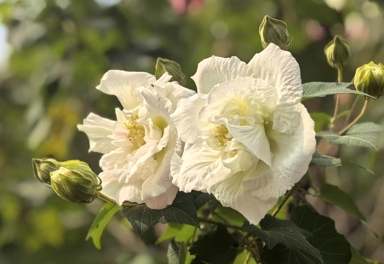 五律·暮秋见白芙蓉盛开
秋芳展素容，皓质意迎冬。
玉瓣承寒露，浮香逐嫩风。
不争