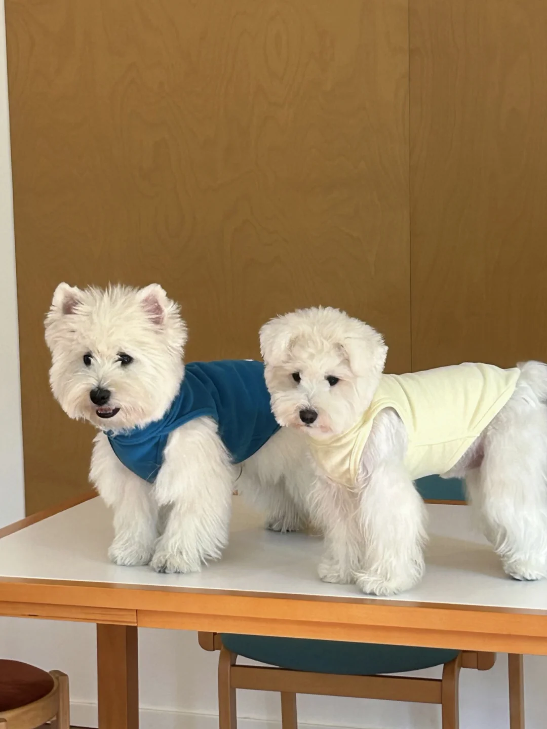 新品掉落｜素t基础小狗不基础