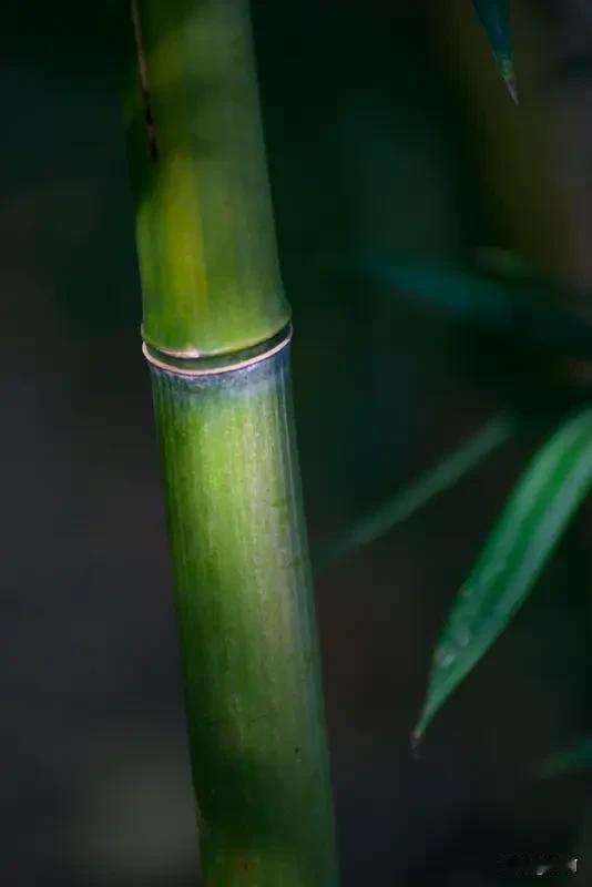 最近刷到橙子出的对联上联“翠竹经霜颜未改”，盯着看了好半天，脑子里翻来覆去冒出来