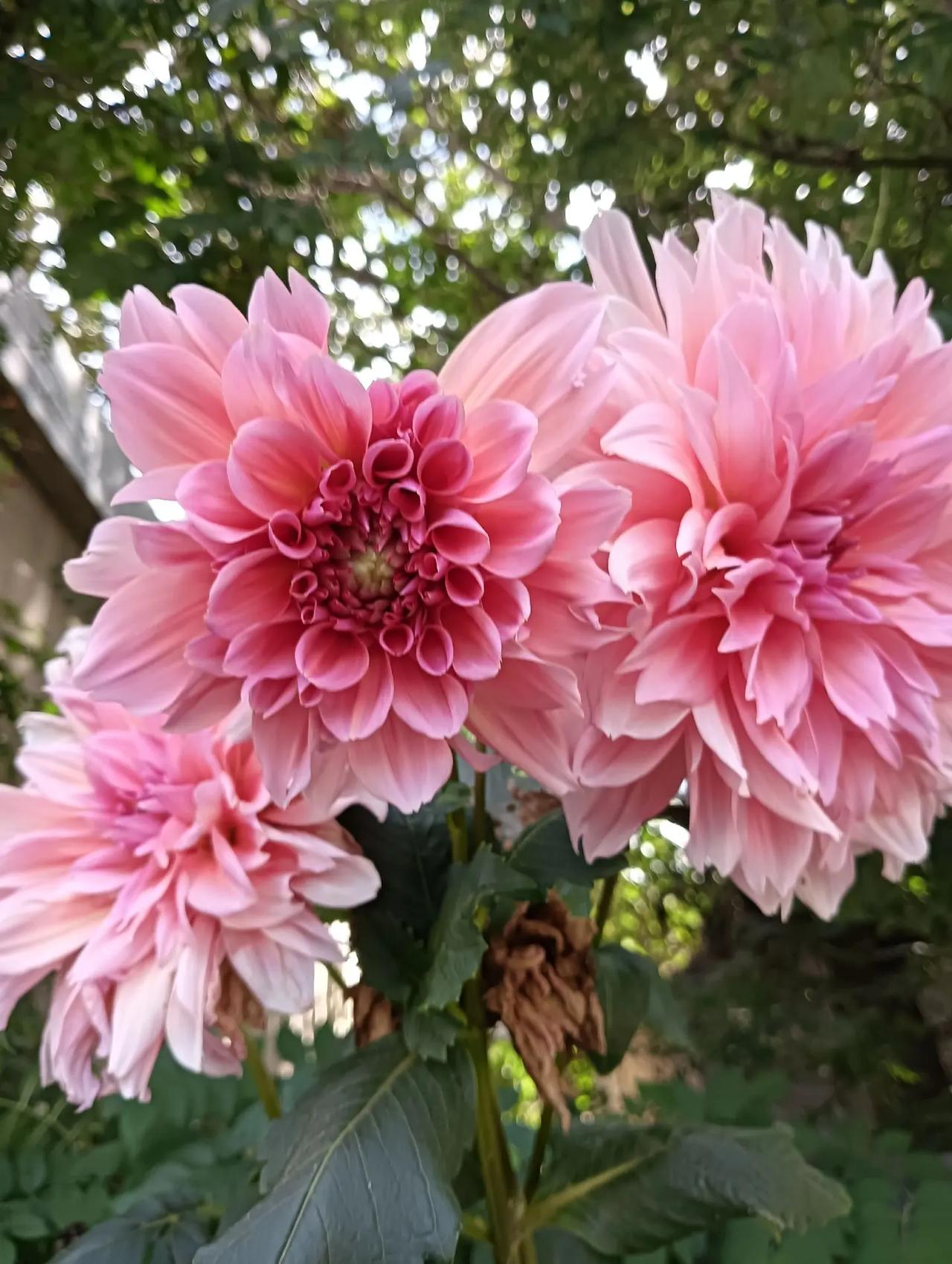 种花拍花也是一种享受