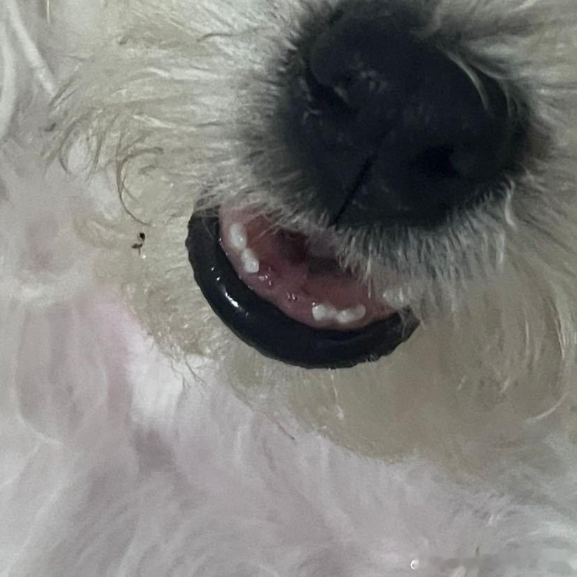 不呆小时候掉了两颗小牙的呆呆🐶 