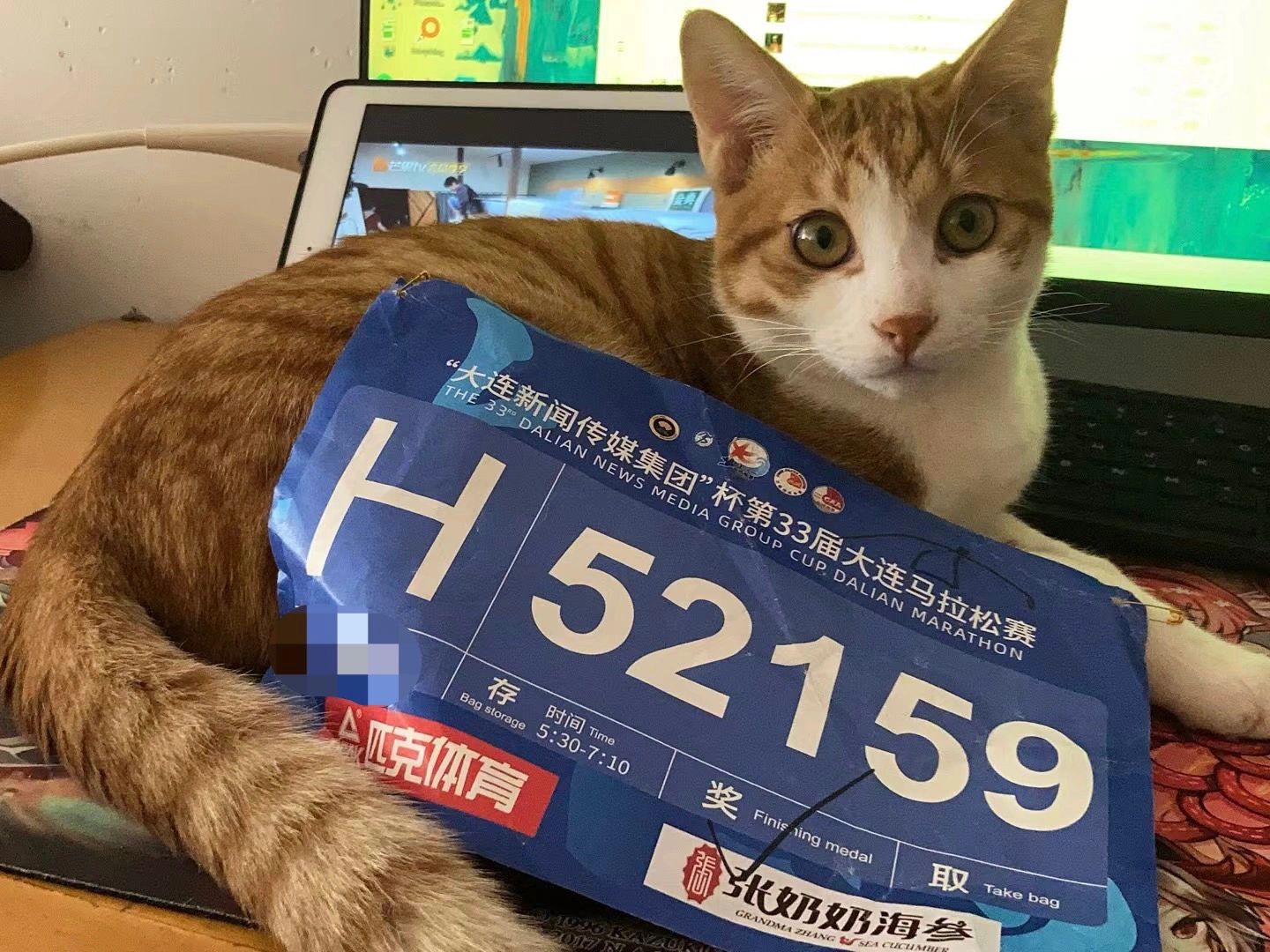 什么马拉松需要本小猫亲自跑