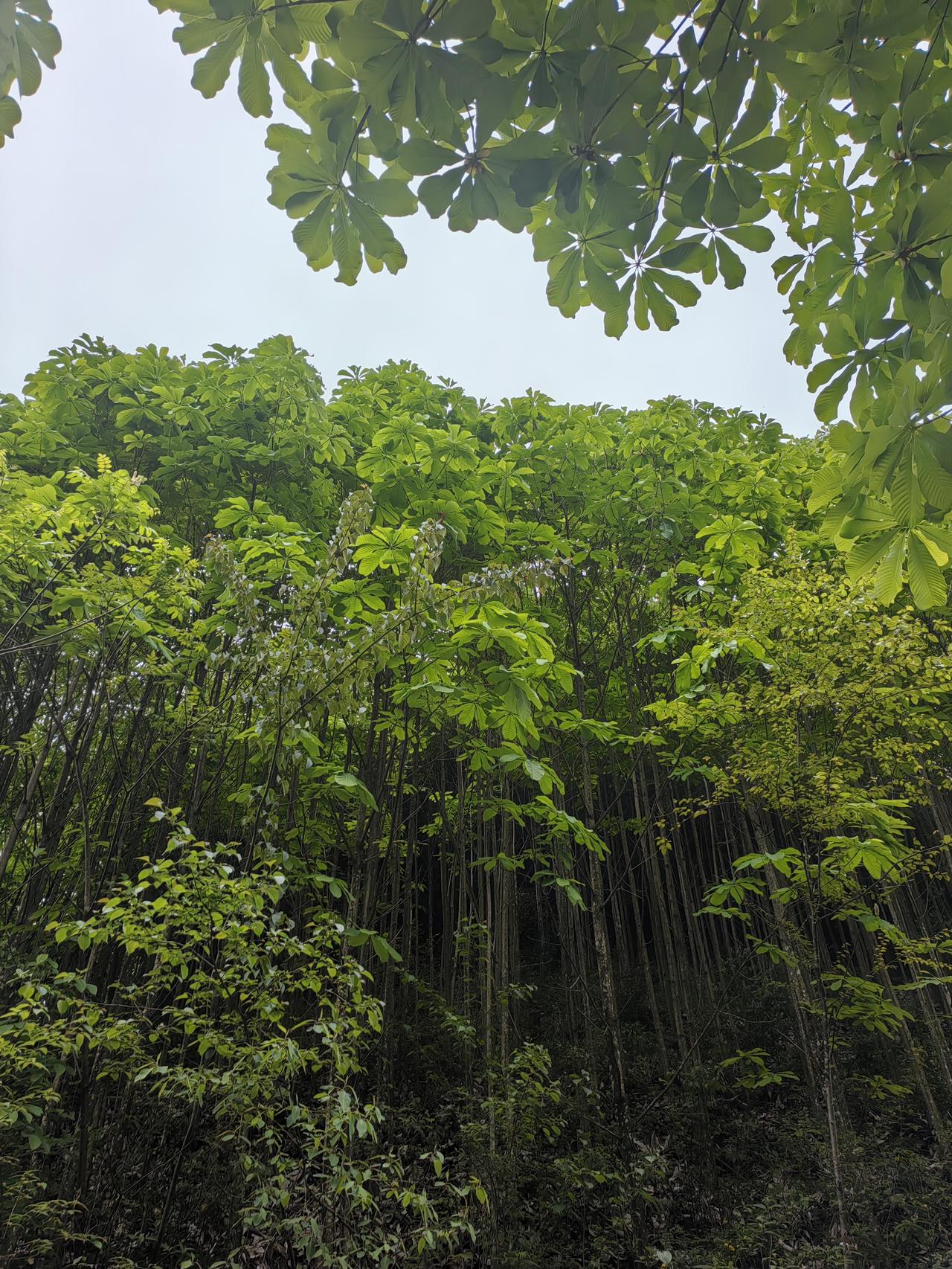 胃镜检查前完整注意事项（普通/无痛都适用）
一、饮食禁食要求（最关键）
普通胃镜