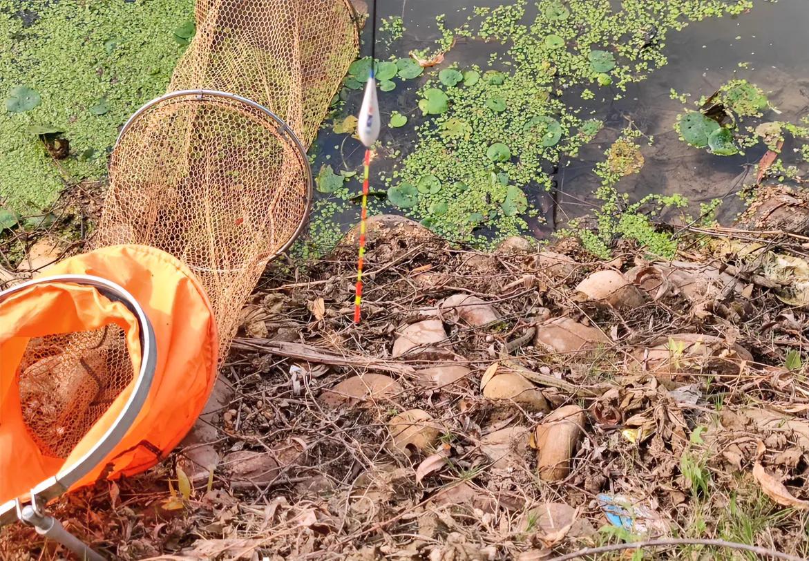 野钓还是要小心啊，不光夜钓会有斯奈克，白天也有斯奈克，朋友说这个斯奈克没毒，还会