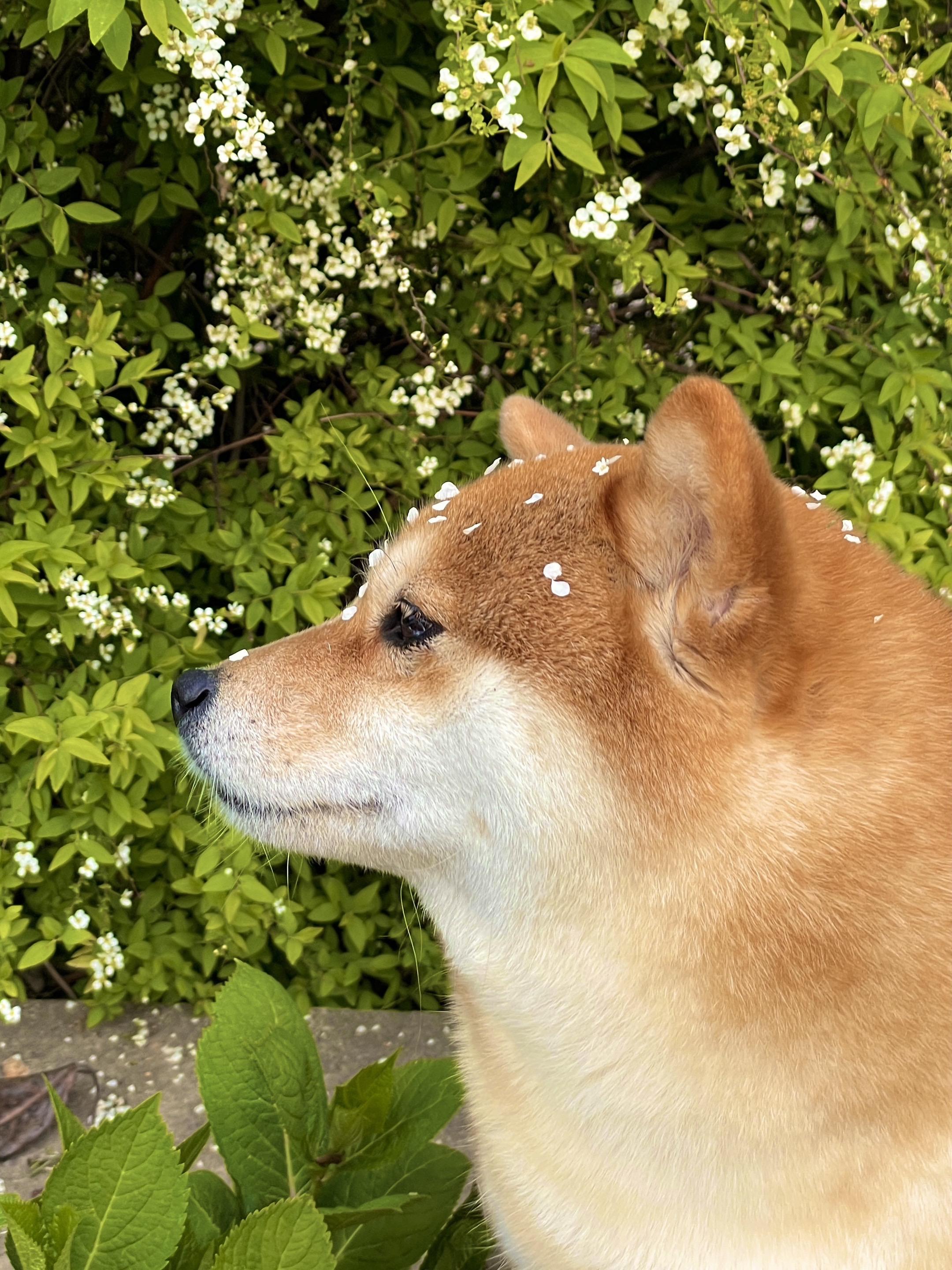 想和你交换相册里的春天