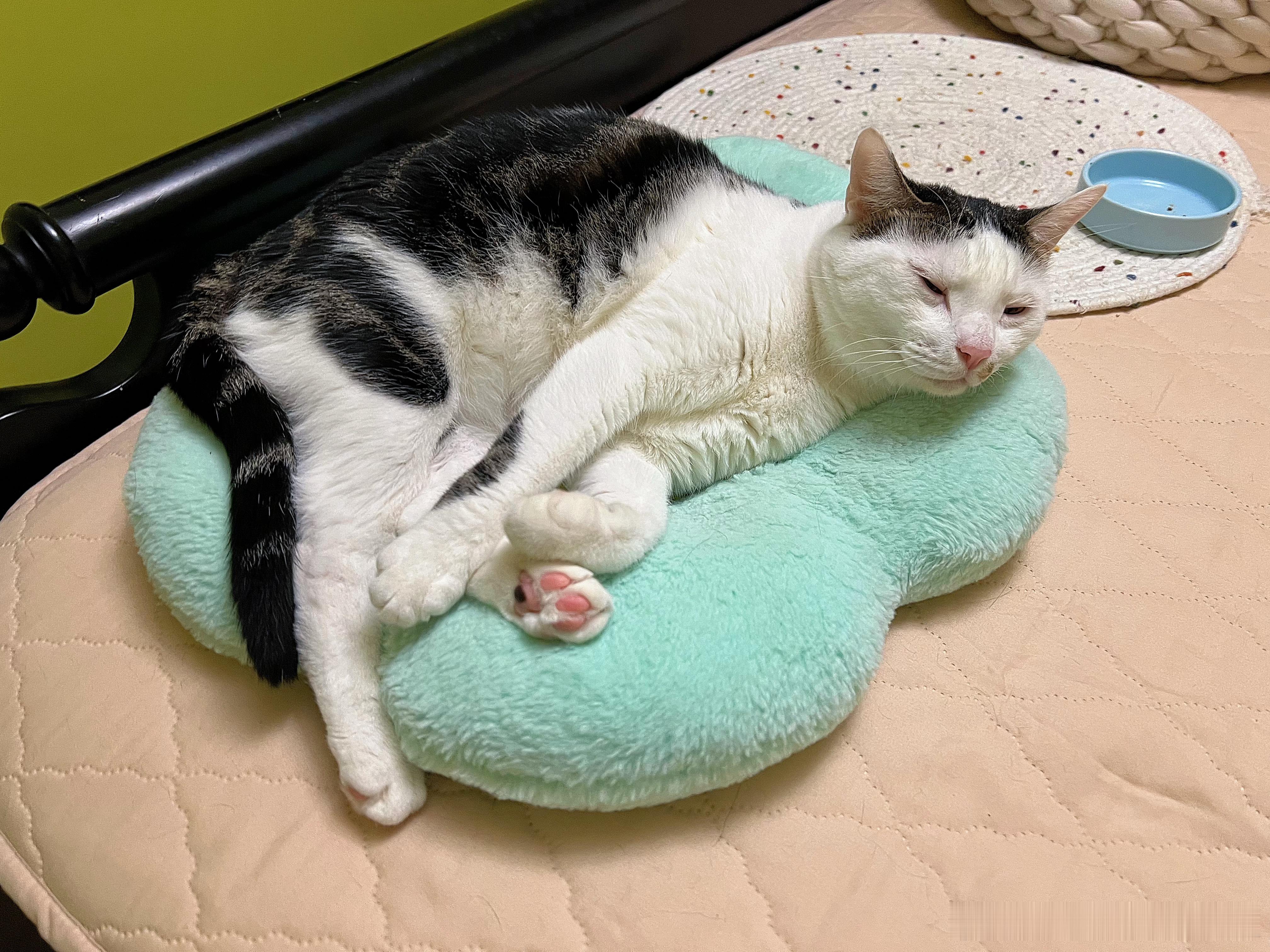 这个小猫怎么看起来凑凑的？ ​​​