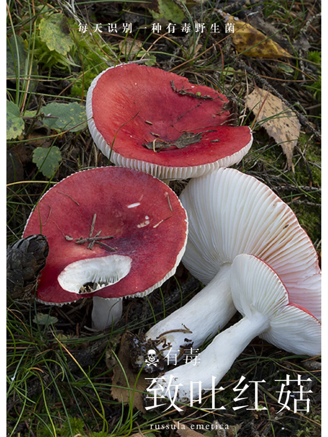毒红菇，有明显辣味，有毒不可食
