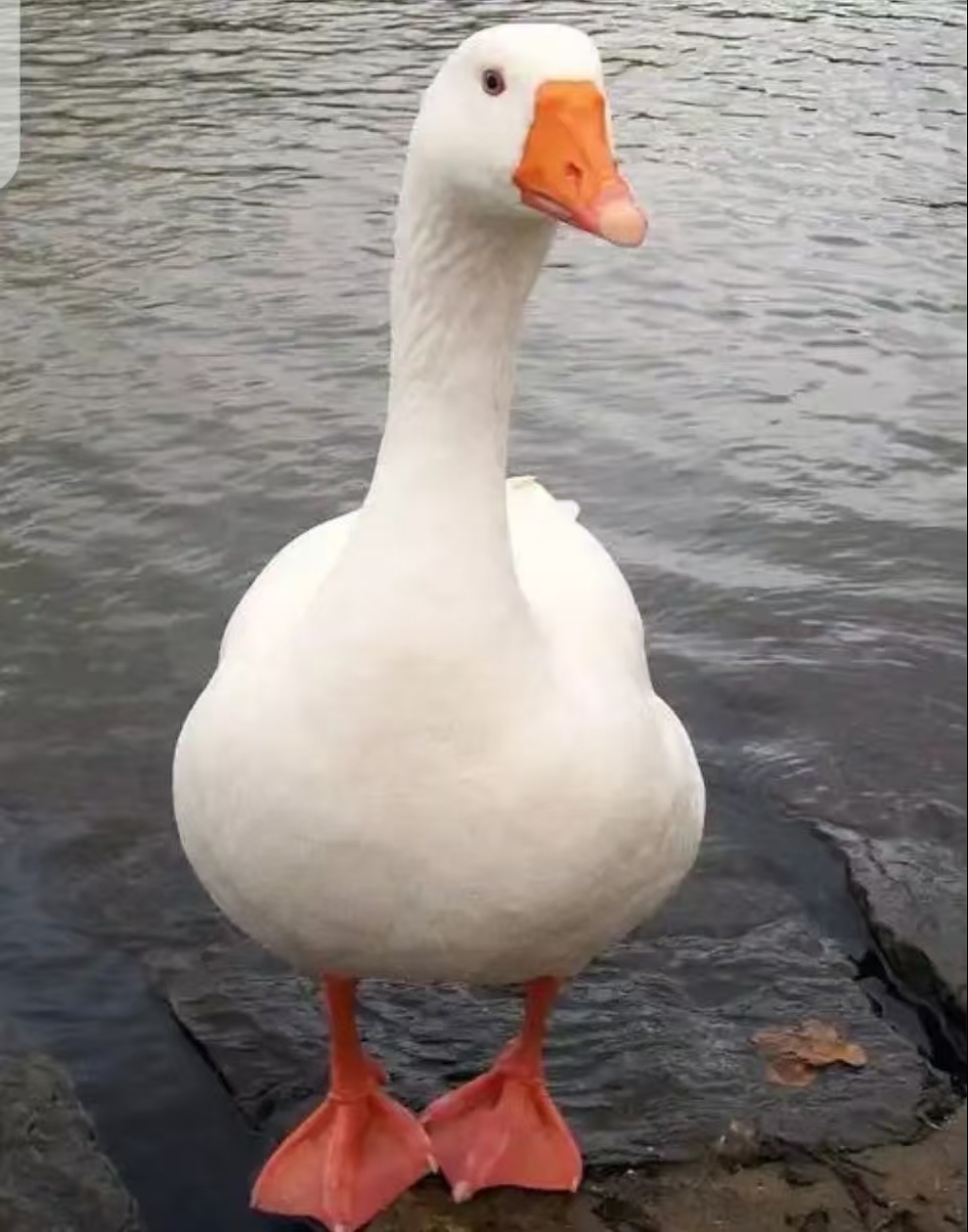 鹅骑士花式整活真的玩出花了，不卷输赢只图快乐。放弃严肃推理，专心搞趣味整活，这种