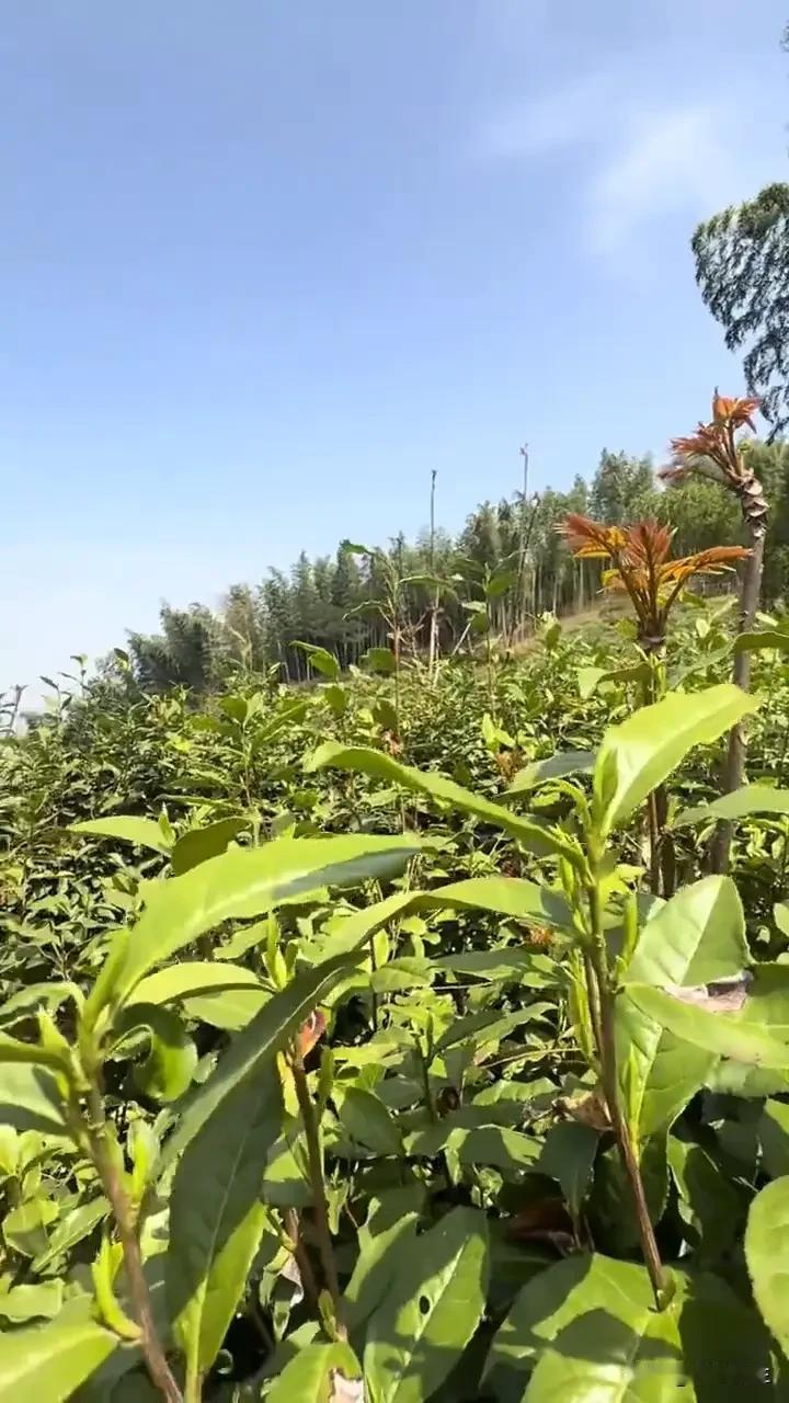 致各位条友：别再私信劝我买茶叶啦，真心不需要。
 感谢各位条友的热情私信，一直推