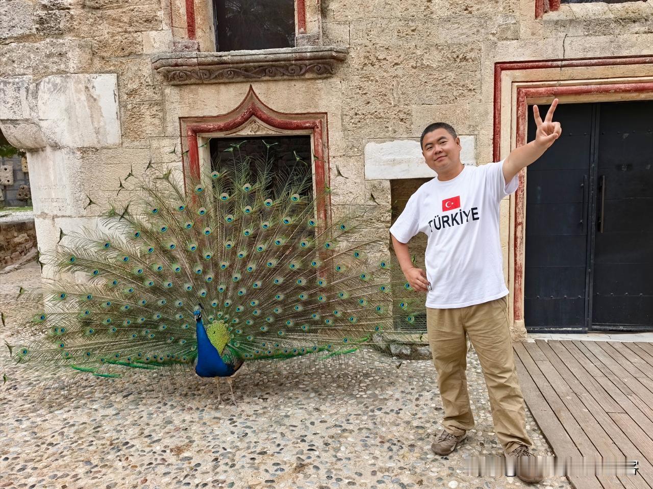 在博德鲁姆城堡内，遇见一只开屏的孔雀，我走得越近，它开得越美。据说，孔雀看到帅哥