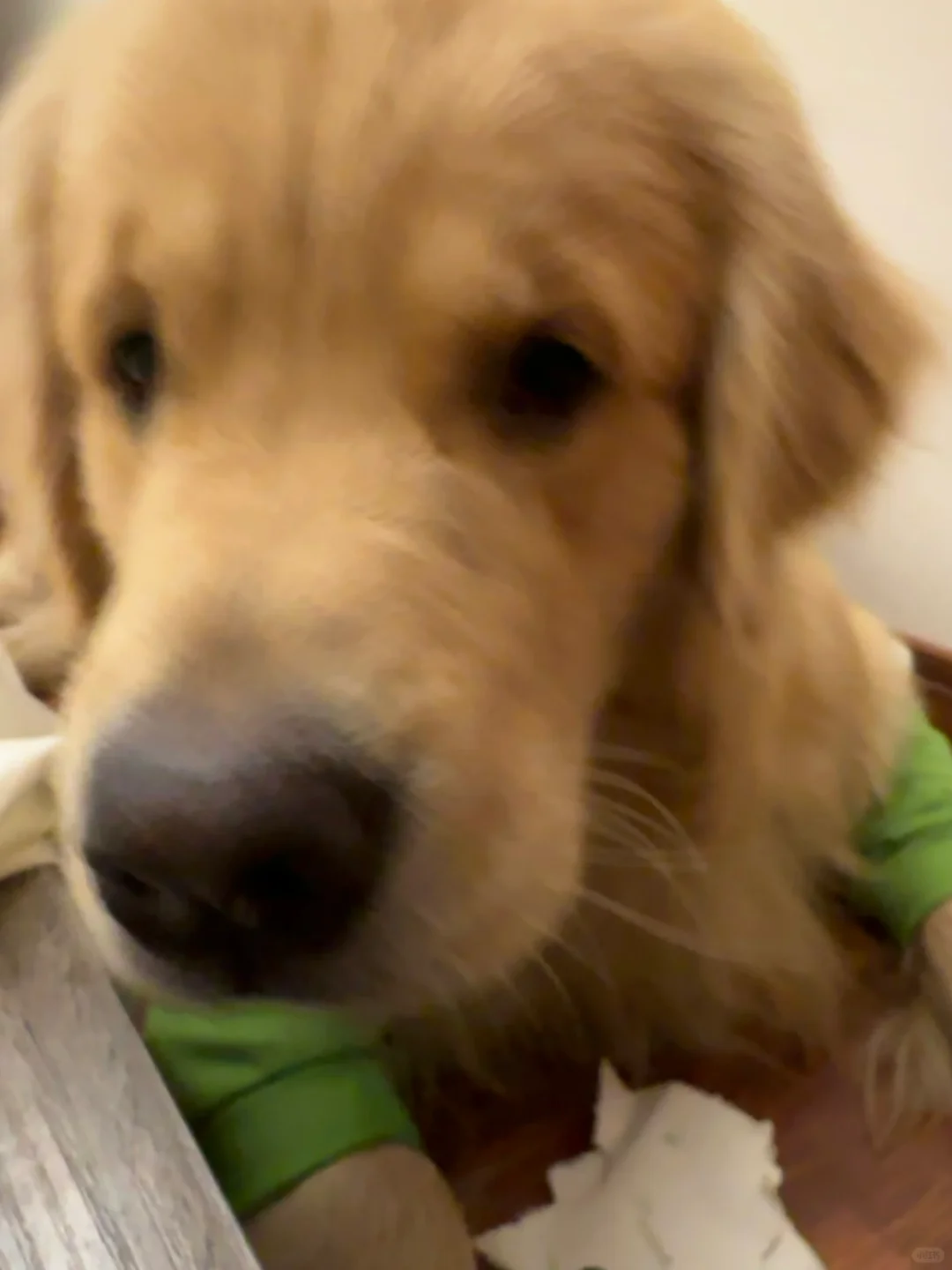 小狗萌翻我的第一百个瞬间