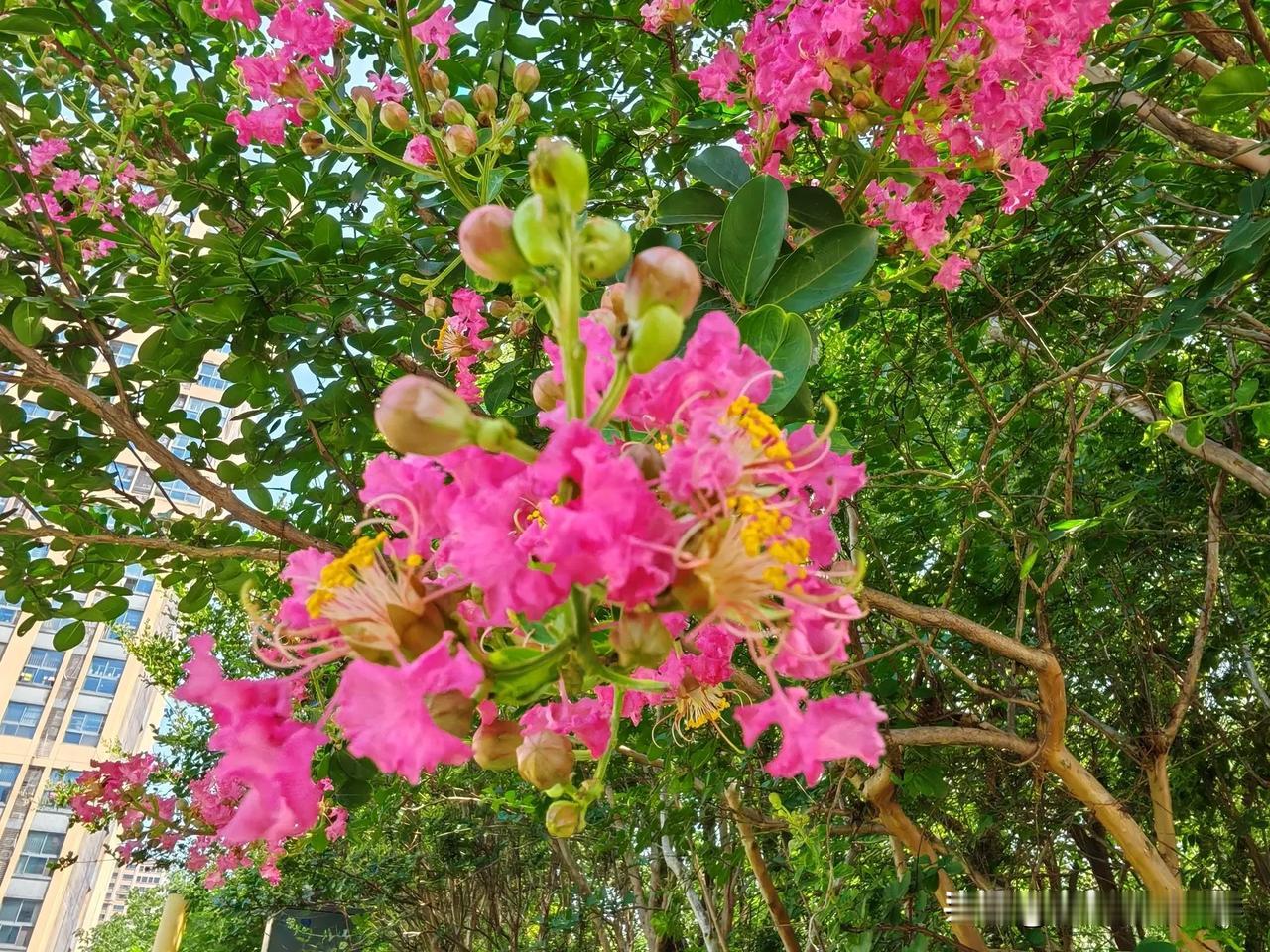 买菜路上随手拍
梅雨季节偶露一次艳阳天
心情跟着一路繁花！