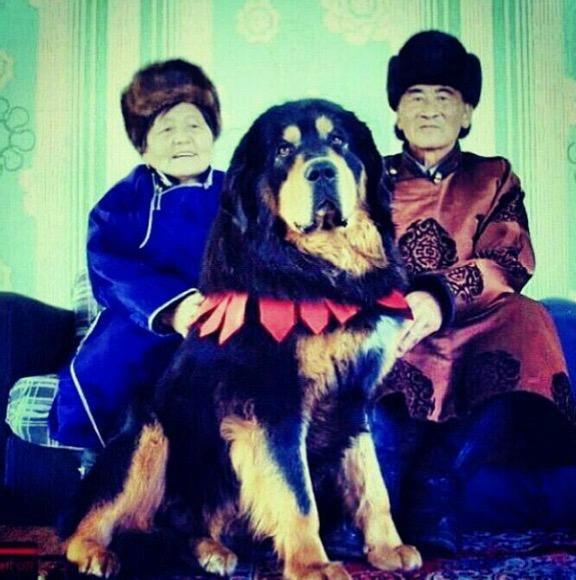 魅力本土犬种，班克尔大狗蒙古獒。咱们的本土獒犬班克尔，眼睛里有独特的气质，有的蒙