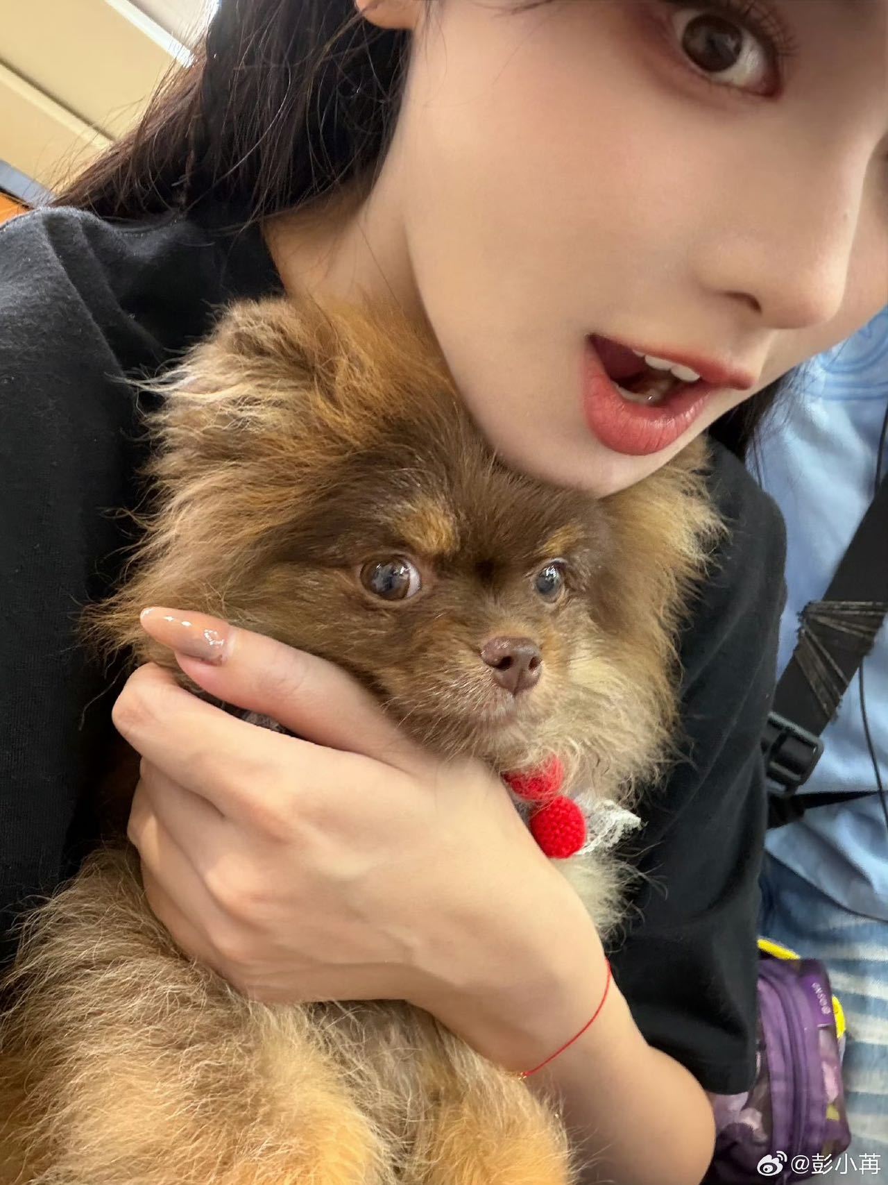 彭小苒的狗镜头感好强 谁看彭小苒直播不被小狗笑晕！全程主动凑镜头刷存在感，抢姐姐