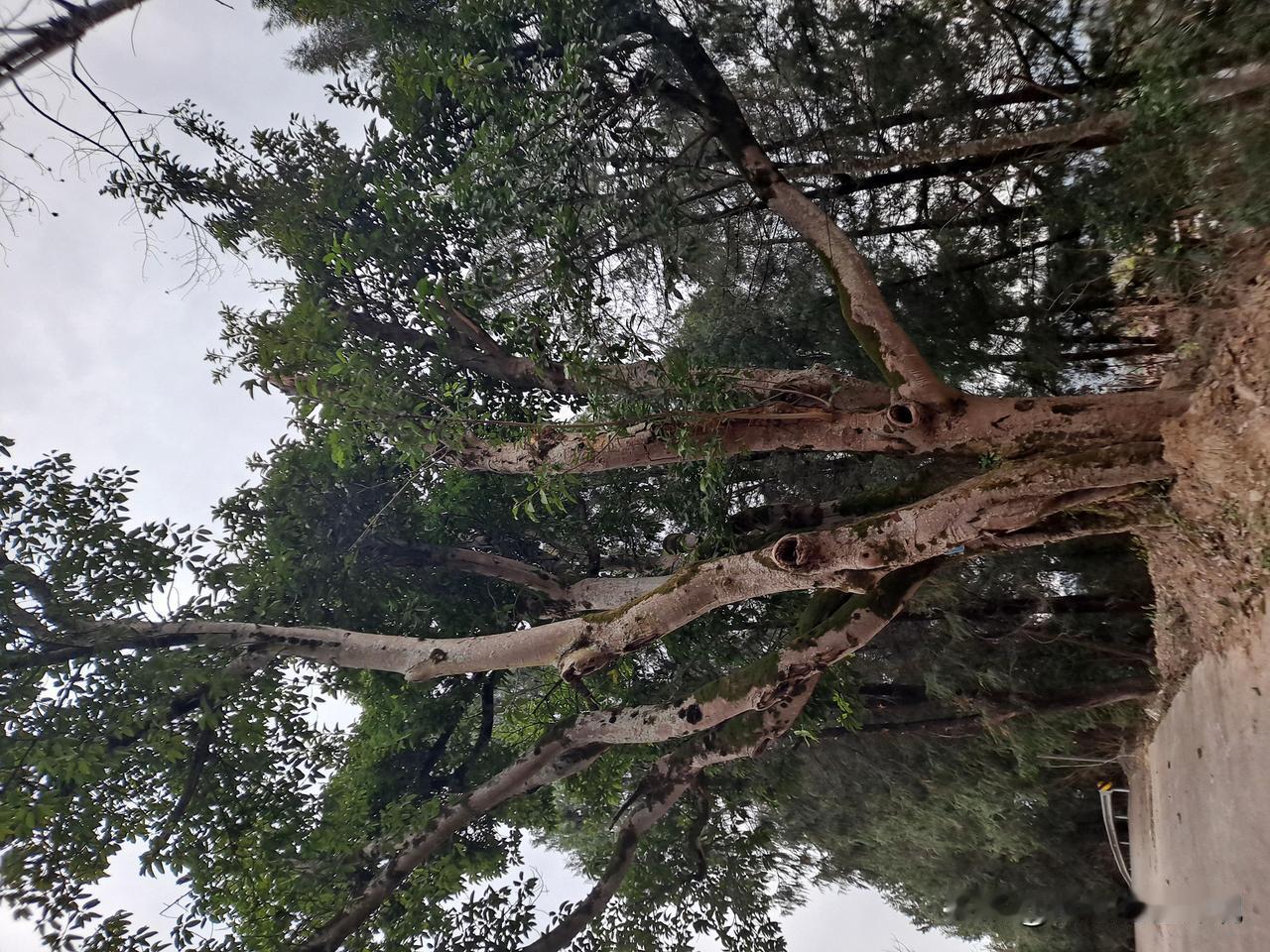 阆中始祖张旦初为唐朝人
      据DeepSeek查询得知，阆中张氏开祖张旦