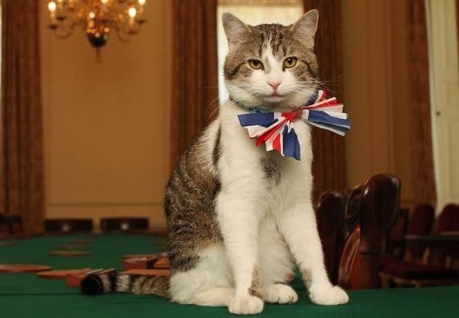 英国首相斯塔默宣布辞职 唐宁街首席捕鼠官拉里阁下都熬走六个首相了，马上迎来第七个