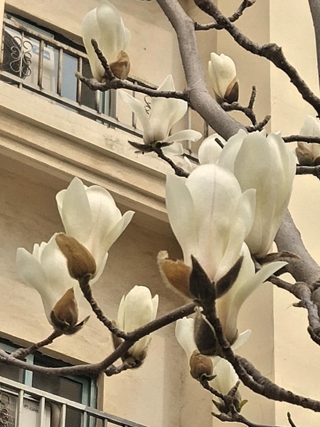 写花花没有流量，可是春天不拍花不写花好像就错过了一个春天，南京的春天太美好，这满